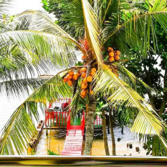 Отель Mahi Villa Шри-Ланка, Бентота - отзывы, цены и фото номеров - забронировать отель Mahi Villa онлайн детские мероприятия