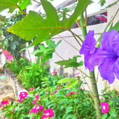 Отель Homestay Lan Van