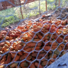 Отель Shiloh Ямайка, Каслтон - отзывы, цены и фото номеров - забронировать отель Shiloh онлайн фото 7