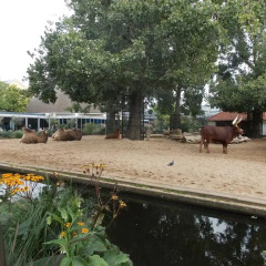 Отель Guest House Cozy Air Нидерланды, Амстердам - отзывы, цены и фото номеров - забронировать отель Guest House Cozy Air онлайн пляж
