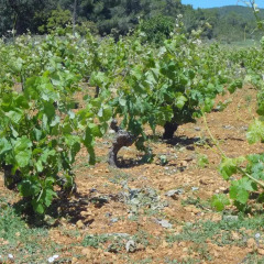 Отель Agroturismo Sa Vinya d'en Palerm фото 12