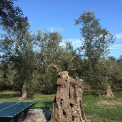 Отель Villa Rena спортивное сооружение