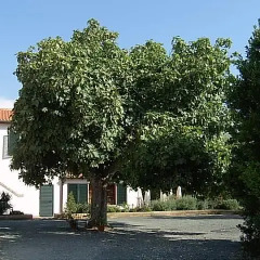 Отель Fattoria La Steccaia Монтескудаио парковка