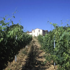 Отель Fontemorsi Agriturismo Монтескудаио фото 5