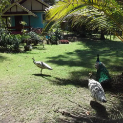 Отель Racha Sunset Resort (Koh Siboya) фото 7
