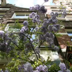 Отель Casa Luna Нидерланды, Амстердам - отзывы, цены и фото номеров - забронировать отель Casa Luna онлайн фото 2