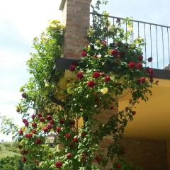 Отель Agriturismo La Terrazza sul Bosco Здание Barolo фото 6
