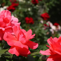 Отель Mira фото 20