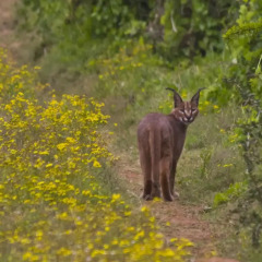Отель Addo Bush Palace Private Reserve с домашними животными