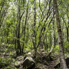 Отель Finca el Roque фото 4