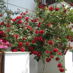 Отель Pension Nikos