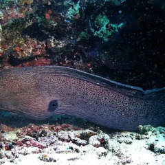 Отель Stingray Beach Inn фото 7