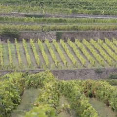 Отель Quinta de Santa Júlia Португалия, Пезу-да-Регуа - отзывы, цены и фото номеров - забронировать отель Quinta de Santa Júlia онлайн