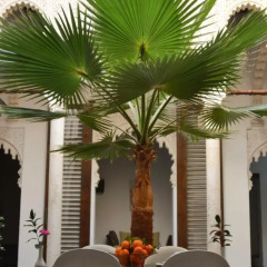 Отель Riad Azahra Марокко, Рабат - отзывы, цены и фото номеров - забронировать отель Riad Azahra онлайн бассейн