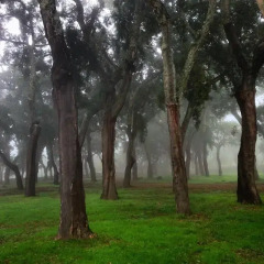 Отель Casa Rural El Olivo