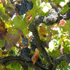 Отель Quinta das Aranhas Кастело-де-Пайва фото 16