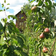 Гостиница Эко-отель Веточка в Устье отзывы, цены и фото номеров - забронировать гостиницу Эко-отель Веточка онлайн фото 11