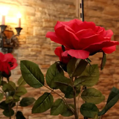 Rada Female Hostel (хостел для женщин) интерьер отеля