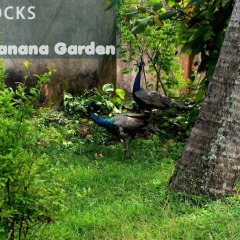 Отель Banana Garden фото 2