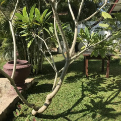 Отель Yala Golden Park 3* Номер Делюкс с различными типами кроватей фото 10