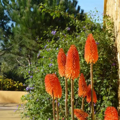 Отель Quinta Raposeiros 3* Апартаменты разные типы кроватей фото 22
