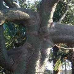Отель Cuore Di Palme Флорида приотельная территория фото 2