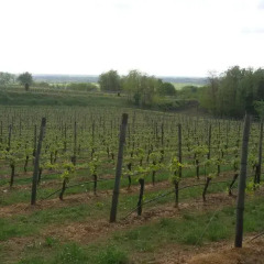 Отель Agriturismo La Torretta da Valentina Сольферино с домашними животными