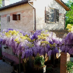 Отель La Casetta del Glicine Сан-Джиустино фото 6