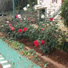 Отель Tea Bush Hotel - Nuwara Eliya Шри-Ланка, Нувара-Элия - отзывы, цены и фото номеров - забронировать отель Tea Bush Hotel - Nuwara Eliya онлайн фото 2