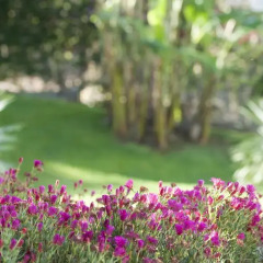 Отель Madeira Panoramico Hotel Португалия, Фуншал - отзывы, цены и фото номеров - забронировать отель Madeira Panoramico Hotel онлайн фото 3
