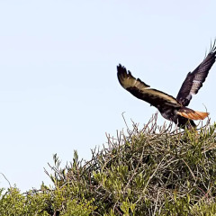Отель Addo Palace Bush Huts