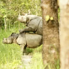 Отель Jungle Wildlife Camp Непал, Саураха - отзывы, цены и фото номеров - забронировать отель Jungle Wildlife Camp онлайн фото 5