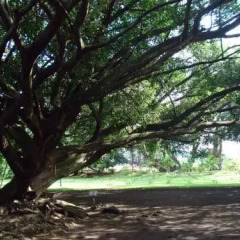 Отель Airport Hotel Costa Rica Коста-Рика, Алахуэла - отзывы, цены и фото номеров - забронировать отель Airport Hotel Costa Rica онлайн фото 6