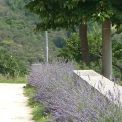 Отель Milleglicini Casa Vacanze Сполето фото 9