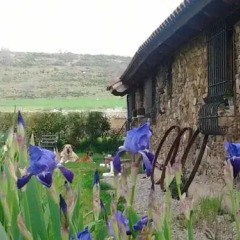 Отель Casas Rurales La Forqueta Y El Fontanal детские мероприятия