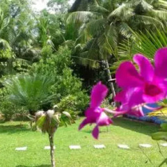 Отель Mangrove Villa Шри-Ланка, Бентота - отзывы, цены и фото номеров - забронировать отель Mangrove Villa онлайн фото 10