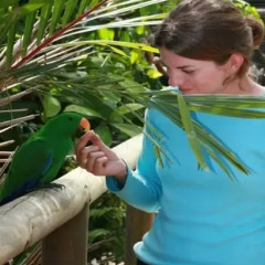 Отель Daintree Wild Zoo & Bed and Breakfast фото 17