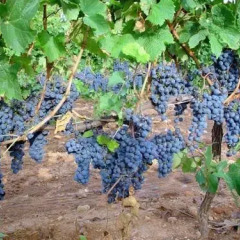 Отель Casona Malvasia - Adults Only фото 21