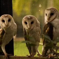 Отель Daintree Wild Zoo & Bed and Breakfast фото 6