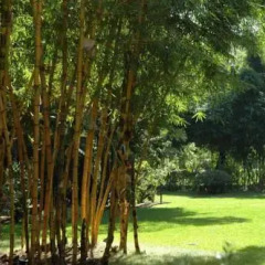 Отель Quinta da Bela Vista Португалия, Фуншал - отзывы, цены и фото номеров - забронировать отель Quinta da Bela Vista онлайн фото 7