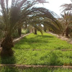 Отель Kasbah sable dor Марокко, Мерзуга - отзывы, цены и фото номеров - забронировать отель Kasbah sable dor онлайн приотельная территория