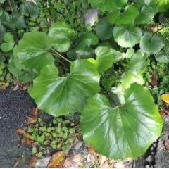 Отель Minshuku Yakusugi-sou Якусима фото 6