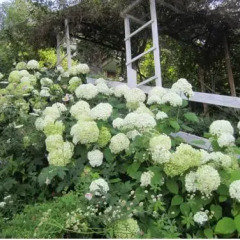 Отель Il Giardino Dell'Artemisia Грессан фото 5