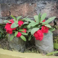 Отель Kathmandu Terrace Непал, Катманду - отзывы, цены и фото номеров - забронировать отель Kathmandu Terrace онлайн