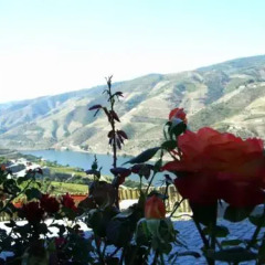Отель Quinta de Santo António de Adorigo спортивное сооружение