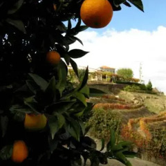 Отель Quinta de Santo António de Adorigo фото 8