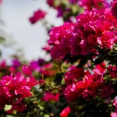 Отель Villa Merida фото 9