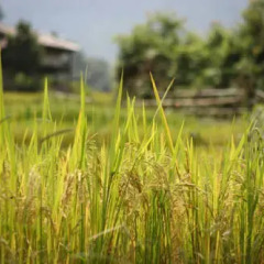 Отель H'mong Mountain Retreat