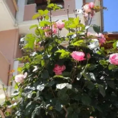 Отель Villa Nestoras