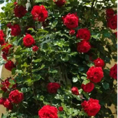 Отель Flora Villa Хевиз фото 9
